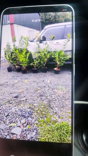 Laurel Hedging in 5 litre pots 4ft just 5 Euro