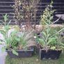 Black stem bamboo Image 7