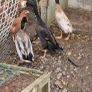 Ducks, Drakes, Ducklings Image 10