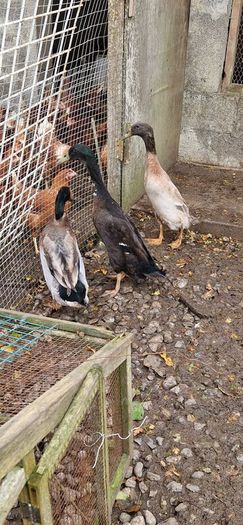 Ducks, Drakes, Ducklings
