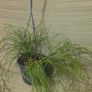 plants Image 2