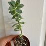 Various House Plants and Cuttings Image 9