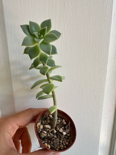 Various House Plants and Cuttings