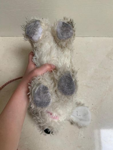 toy dog