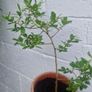 tree Image 2