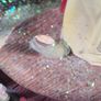 Disney Musical Snow Globe Snow White And The Seven Dwarves  Damaged Image 5