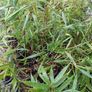 Clumping bamboo 1L pots Image 2