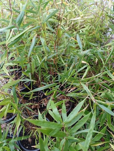Clumping bamboo (does not spread)