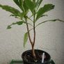 Edgeworthia chrysantha Image 3
