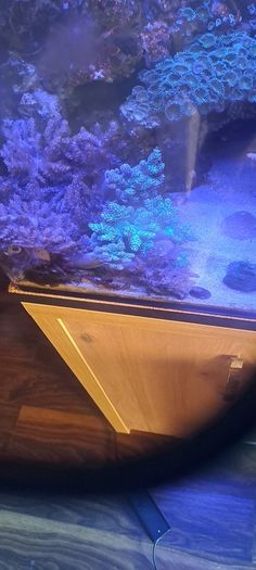 Kenya tree corals