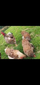 Blue laced Wyndotte hens and roosters