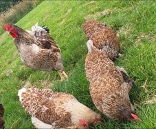 Blue laced Wyndotte hens and roosters