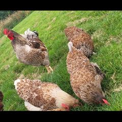 Blue laced Wyndotte hens and roosters