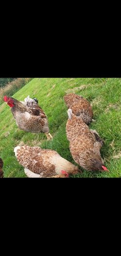 Blue laced Wyndotte hens and roosters