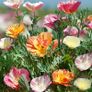 (P) Californian poppy Ballerina seeds 0.5g (414291) Image 2
