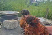poultry near laying pullets