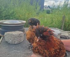 poultry near laying pullets