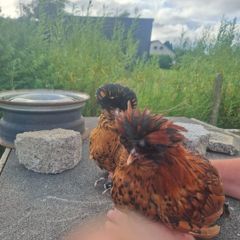 poultry near laying pullets