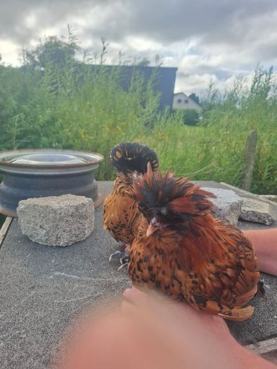 poultry near laying pullets
