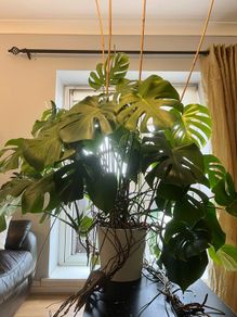 Big plant