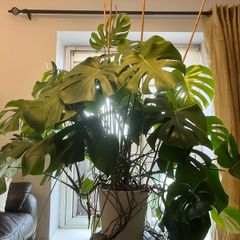 Big plant