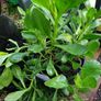 African Daisy trailing perennial Image 5