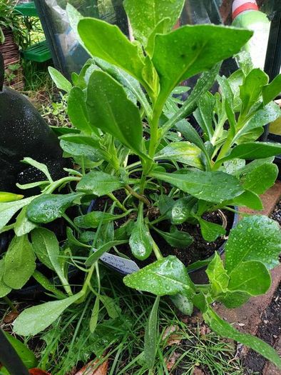 African Daisy trailing perennial