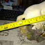 Large Rearing Stallion Horse Sculpture Postage Available or Collection Image 7