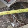 Ammonite statue Image 3