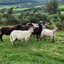 Ewe Hoggets Image 6