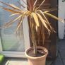 Palm Tree Image 3