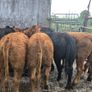 10 Limousine heifers Image 4