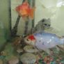 assorted large gold fish Image 3
