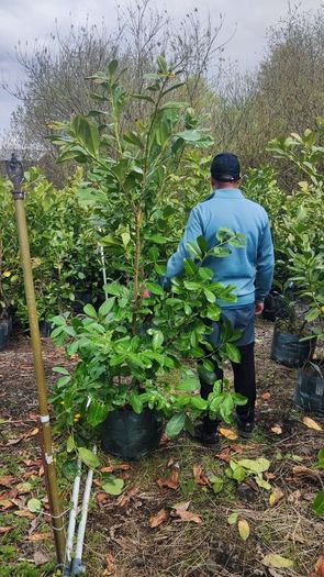 Dwarf Rhododendron 10 euro 6 for 50 euro
