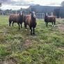 Ewe lambs Image 2