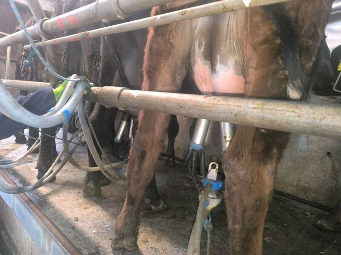 1st lactation cows