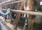 1st lactation cows
