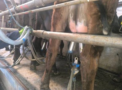 1st lactation cows