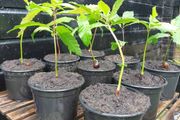 Sweet chestnut trees