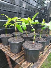 Sweet chestnut trees