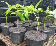 Sweet chestnut trees
