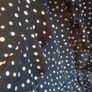 ladies polka dot dress bnwt Image 2