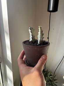 Euphorbia white ghost