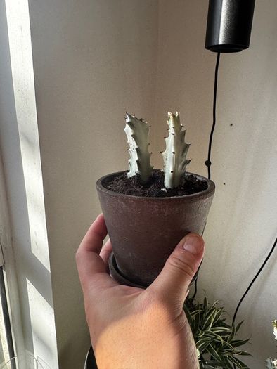 Euphorbia white ghost