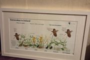 Corncrakes in Ireland framed print