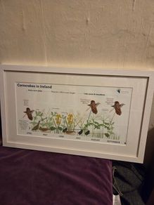 Corncrakes in Ireland framed print