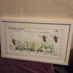 Corncrakes in Ireland framed print