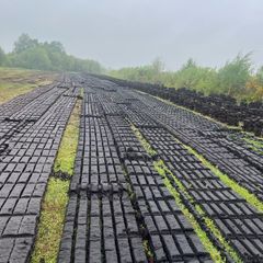 Black turf