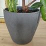 Large Rubber Plant Ficus elastica plant in the ceramic pot Image 4