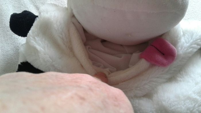 stuff in tidy pals cow